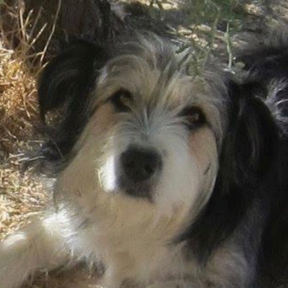 Meet your Posher, Posh - Picture 1 of 1